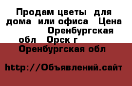 Продам цветы  для дома  или офиса › Цена ­ 2 000 - Оренбургская обл., Орск г.  »    . Оренбургская обл.